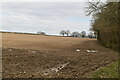 Ploughed field