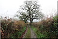 Coed deri ar heol fach / Oak trees on a minor road