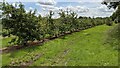 SO7661 : Orchard at the Martley Circular Walk by Fabian Musto