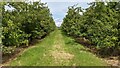 SO7661 : Orchard at the Martley Circular Walk by Fabian Musto