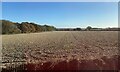 Fields southwest of Wainbody Wood, Coventry