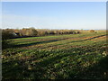 Autumn sown crop, Pickwell