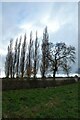 Tall trees near Woolas Hall