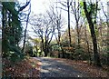 Path near Carr House in Chopwell Woods