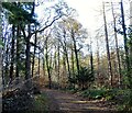 Path in the woods