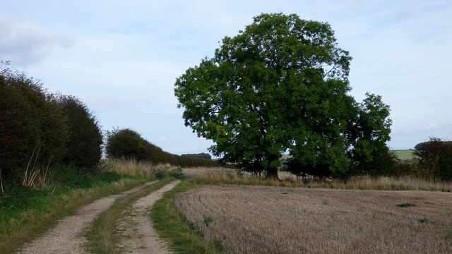 Bridleway and tree north of William Dale