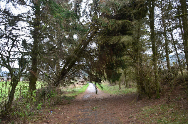 Leaning tree, Innerleithen cyclepath