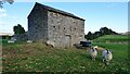 Field barn and sheep near Aysgarth