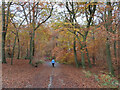 SU9485 : Autumn in Burnham Beeches by David Hawgood