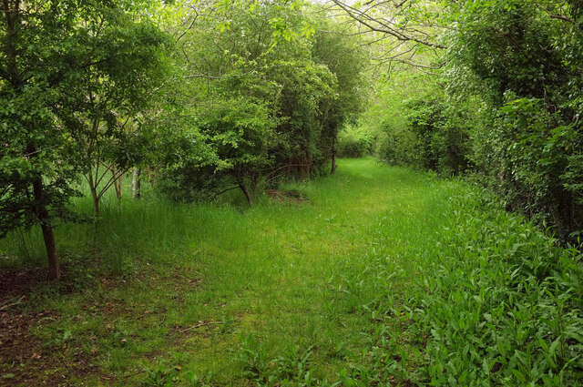 Woodland path, Cant Farm