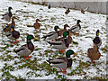 Ducks in the snow