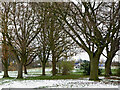 Trees in Goodyear Neighbourhood Park, Wolverhampton