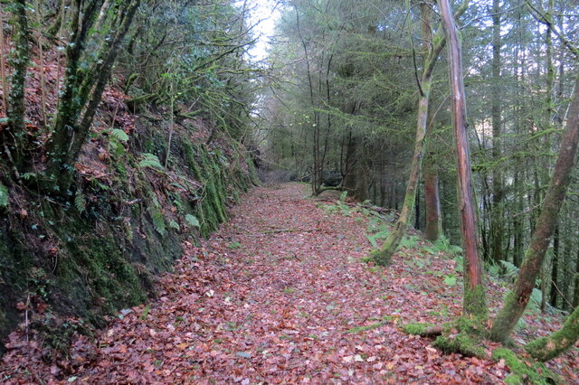 Llwybr coedog / Wooded path