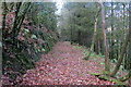 Llwybr coedog / Wooded path