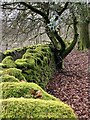 SO0302 : Beech leaves and a mossy wall by Alan Hughes