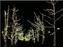 ST1776 : The "Starlit Boulevard," Christmas illuminations at Bute Park, Cardiff by Ruth Sharville