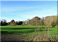 Field at Blackhall Mill