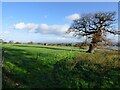 View of Oswestry from the Bridle path