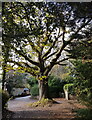 Large Oak on Balls Farm Rd