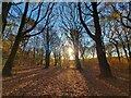 Lower fell greave woods at sunrise