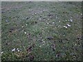 TF0820 : Mushrooms in the grass by Bob Harvey