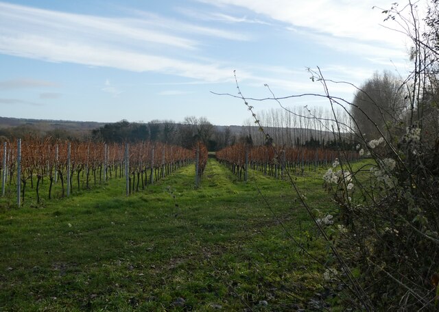 Orchard, Boughton under Blean