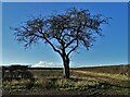 Tree in farmland west of Old London Road