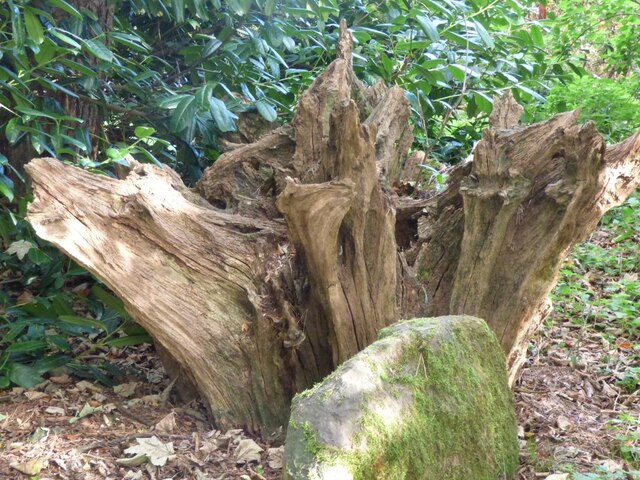 Tree stump © Eric Marsh cc-by-sa/2.0 :: Geograph Britain and Ireland