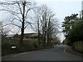 Winter trees in Cross Lanes