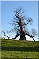 SO7534 : An old tree in parkland by Philip Halling