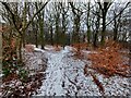 Lower Fell Greave Woods