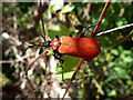 TQ2238 : Black-headed Cardinal Beetle, Pyrochroa coccinea by Robin Webster