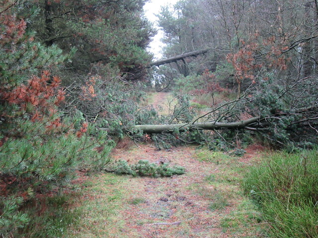 Fallen trees in East Moor Wood