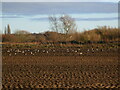 SK8942 : Ploughed field with geese by Jonathan Thacker