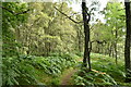 Footpath through the woods