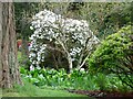 Rhododendron by the stream