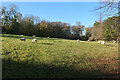 Sheep field, Madingley