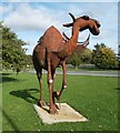 The dromedary of Histon