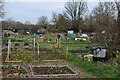 Allotments behind Marcet Road houses