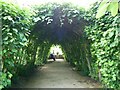 Tunnel of trees