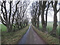 Beech trees lining the old Broken Cross Muir road