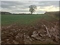 Field beside Drayton Road