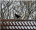 Rook on the roof