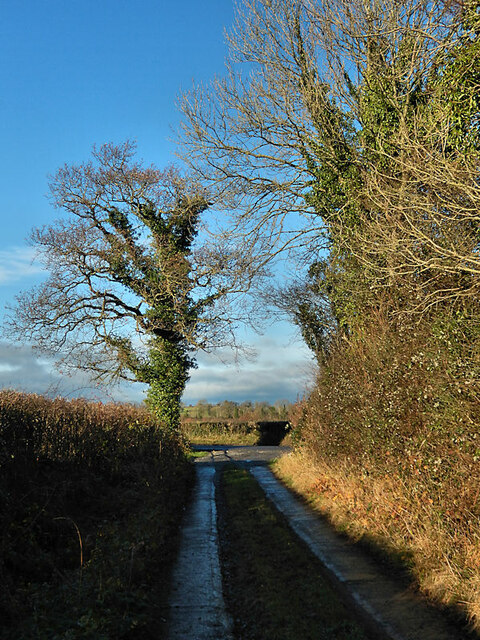 Lane and Hedgerows