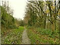 Path into the top of Renold Wood