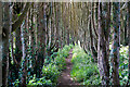 Footpath near Holy Madron Well