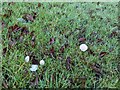 TF0820 : December fungus by Bob Harvey