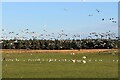 Gull roost at Dykeside