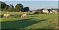 Sheep at Bircher Common