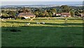 Sheep at Bircher Common